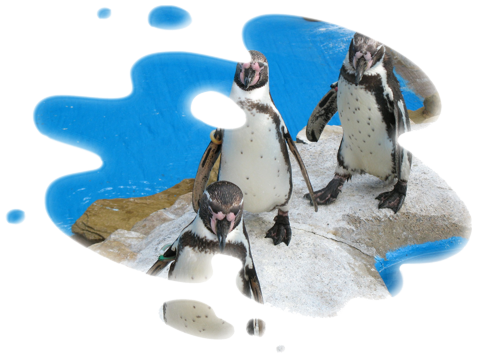 Pingouins qui sortent de l'eau